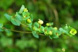Euphorbia stricta