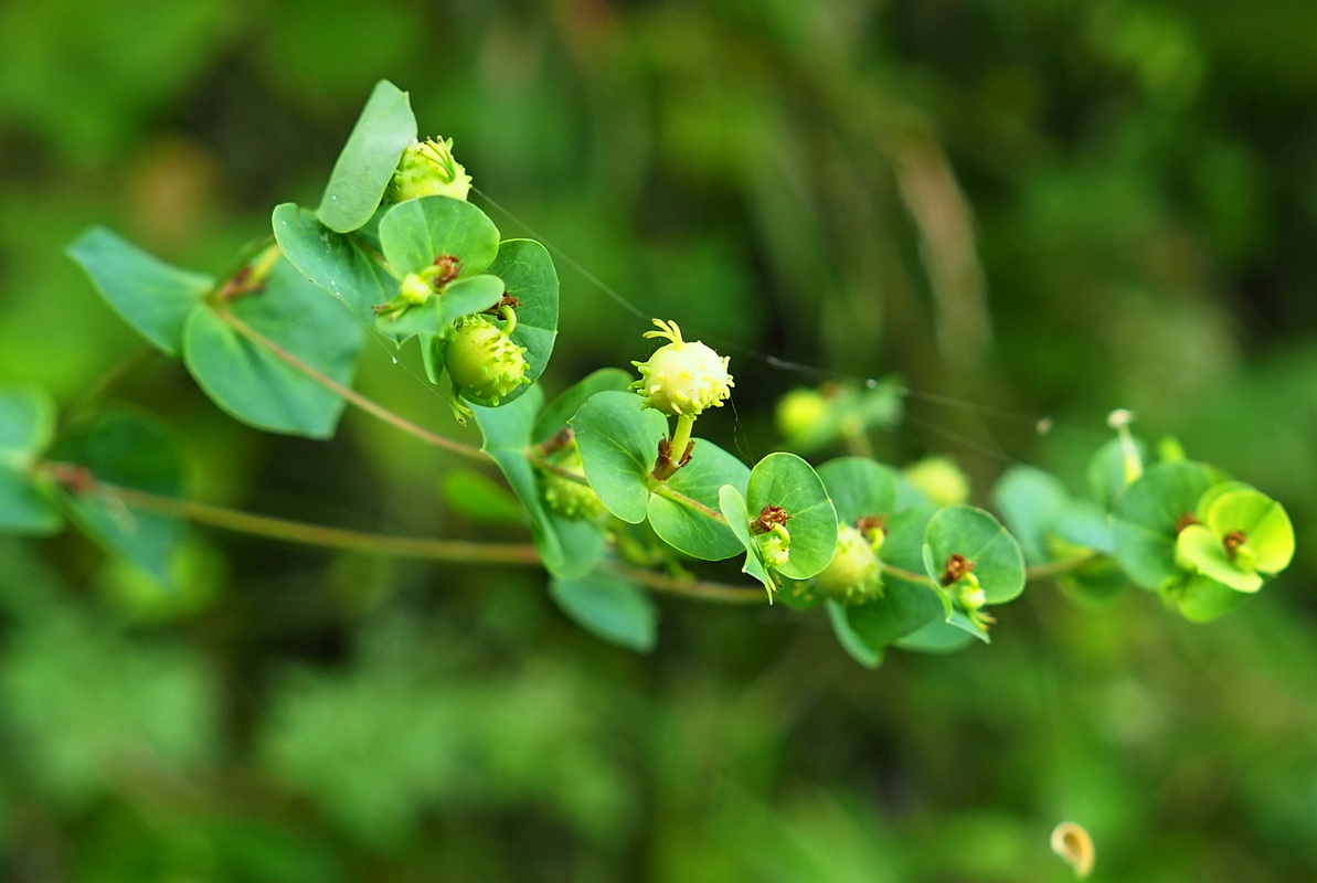 Изображение особи Euphorbia stricta.