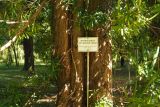 Podocarpus macrophyllus. Нижние части стволов. Абхазия, г. Сухум, Сухумский ботанический сад. 25.09.2022.
