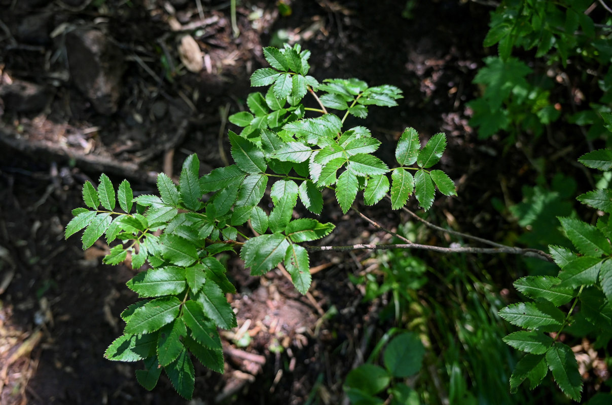 Изображение особи Sorbus commixta.