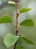 Betula czerepanovii. Молодой побег. Мурманск, берёзовое мелколесье близ Горелой сопки. 08.08.2010.