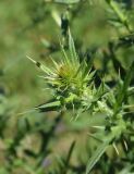 genus Cirsium. Развивающееся соцветие и листья. Республика Адыгея, Майкопский р-н, окраина карьера компании \"Волма\", луг. 29 июля 2022 г.