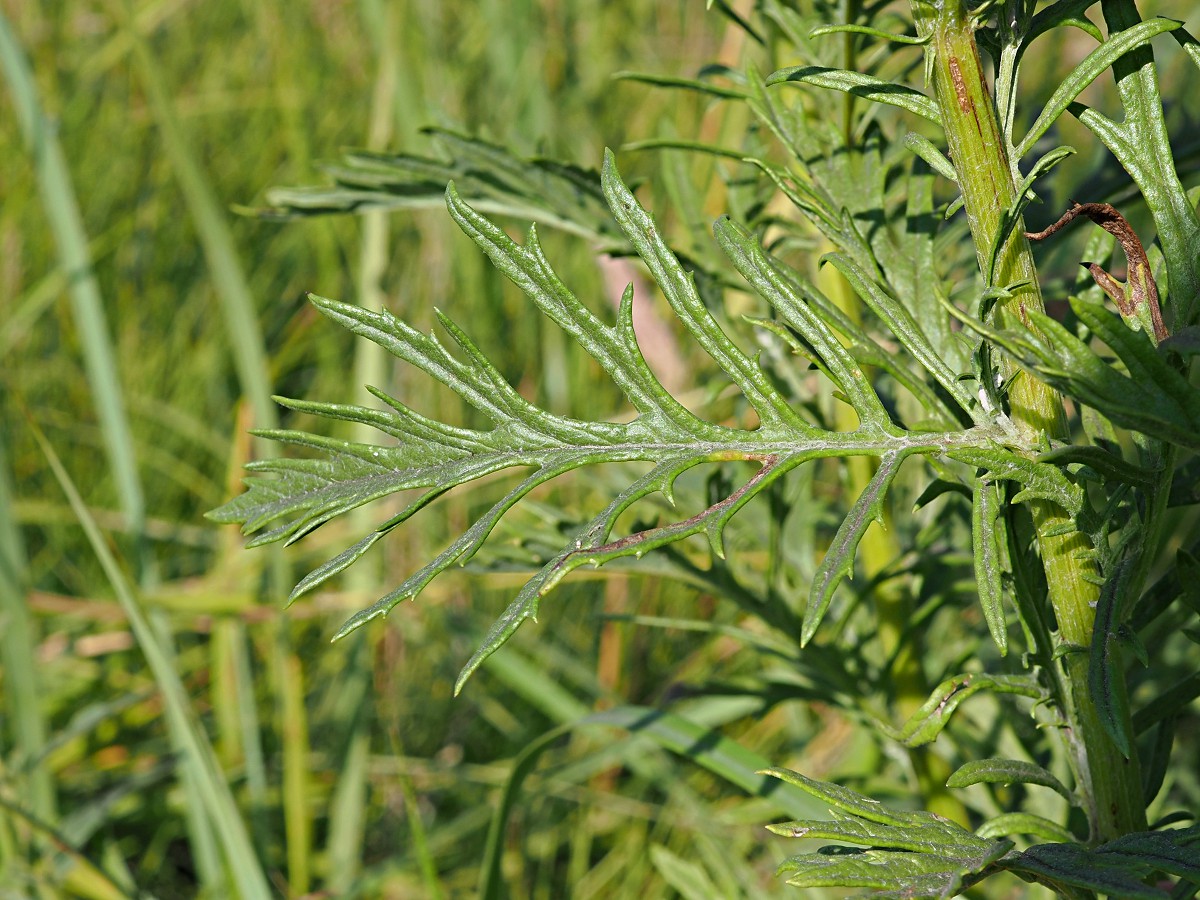 Image of Senecio erucifolius specimen.