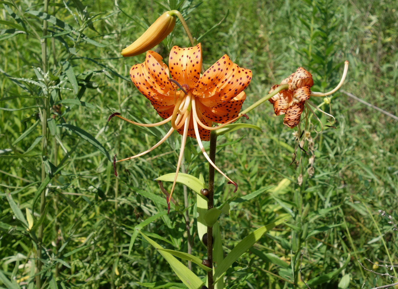 Image of Lilium lancifolium specimen.