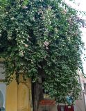 Bougainvillea glabra. Отцветающие растения. Марокко, обл. Фес-Мекнес, г. Фес, в культуре. 04.01.2023.