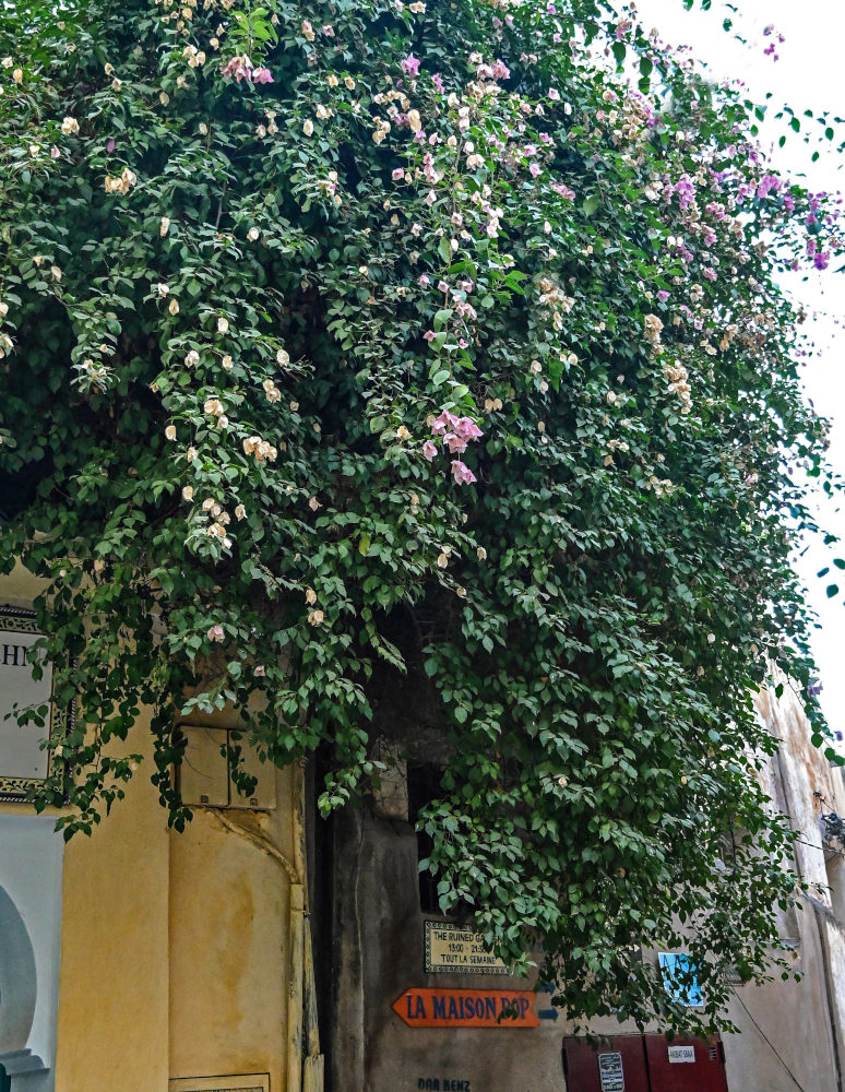 Изображение особи Bougainvillea glabra.