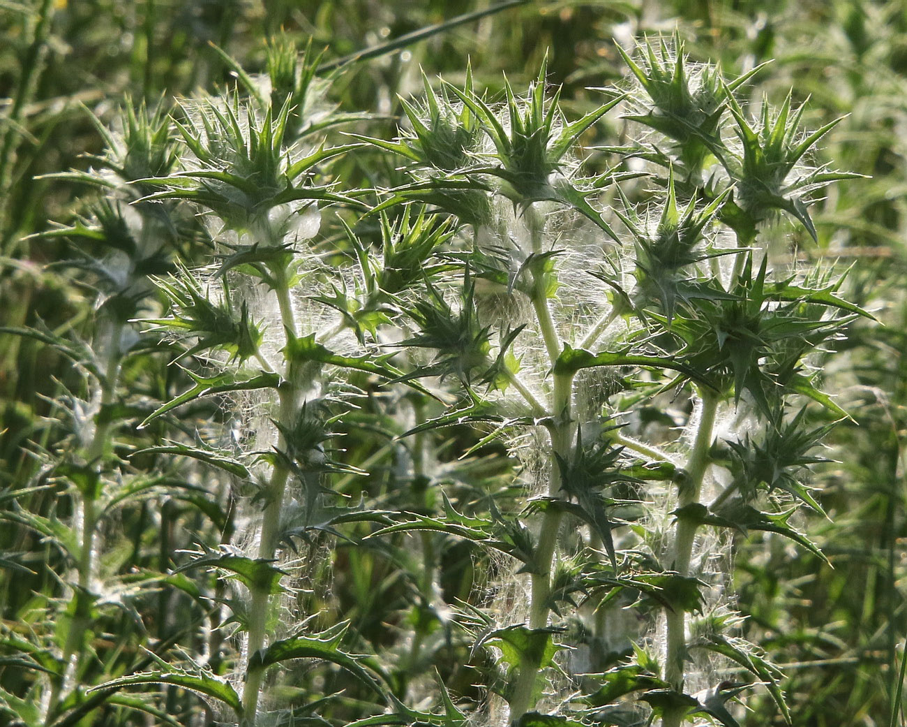 Image of Carthamus lanatus specimen.