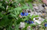 Symphytum asperum. Верхушка побега с соцветием. Чечня, Веденский р-н, берег оз. Кезенойам, ≈ 1800 м н.у.м., подножие каменистого склона. 25.07.2022.