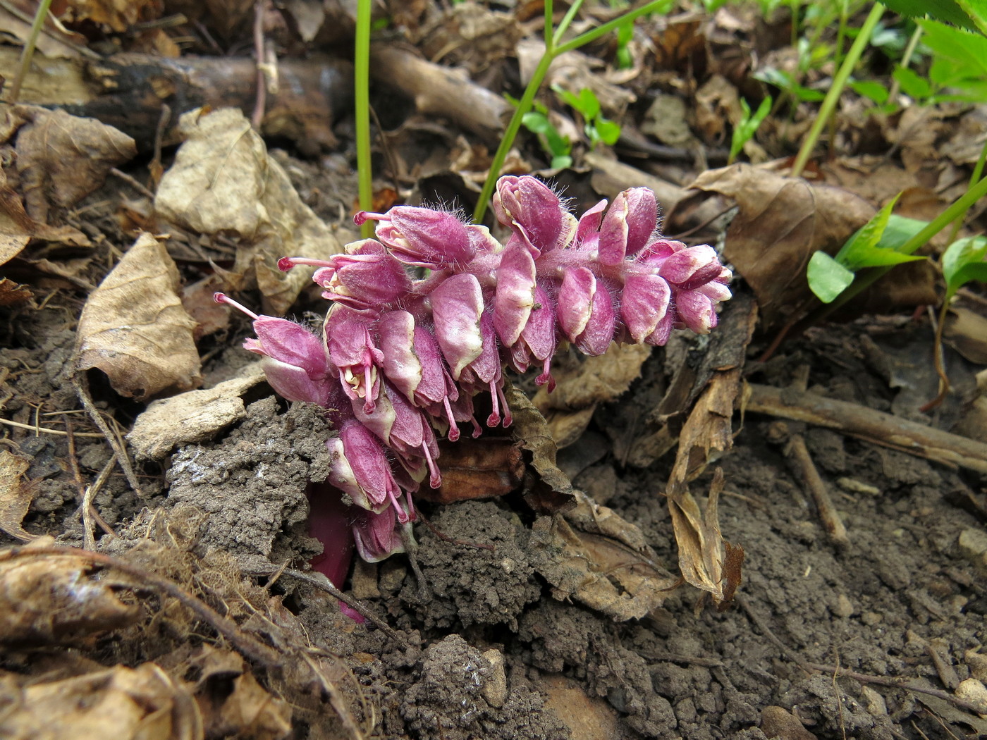 Image of Lathraea squamaria specimen.