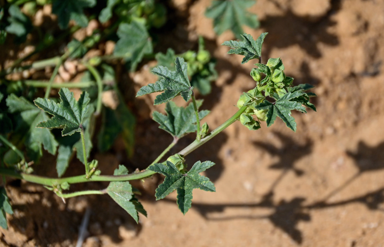 Image of Malva parviflora specimen.