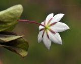 Trientalis arctica. Цветок (вид со стороны чашечки). Приморский край, Лазовский р-н, окр. дер. Глазковка, кордон Лазовского заповедника, заболоченный берег р. Просёлочная. 27.05.2023.