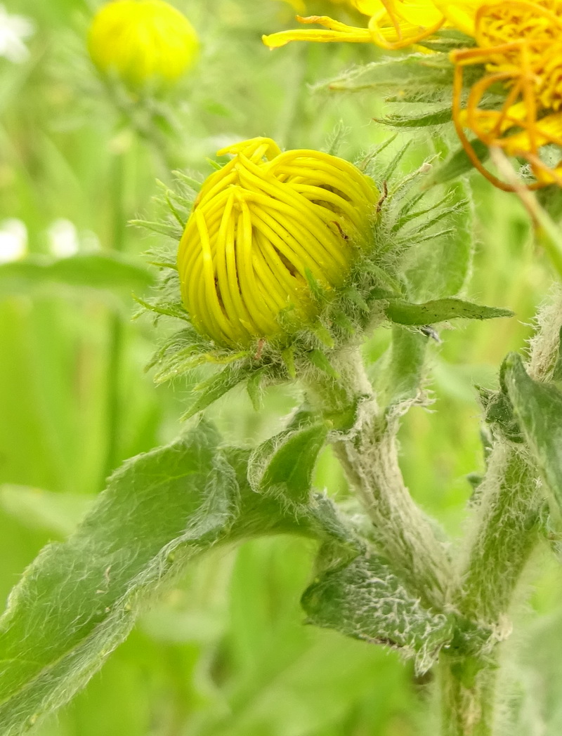 Изображение особи Inula britannica.