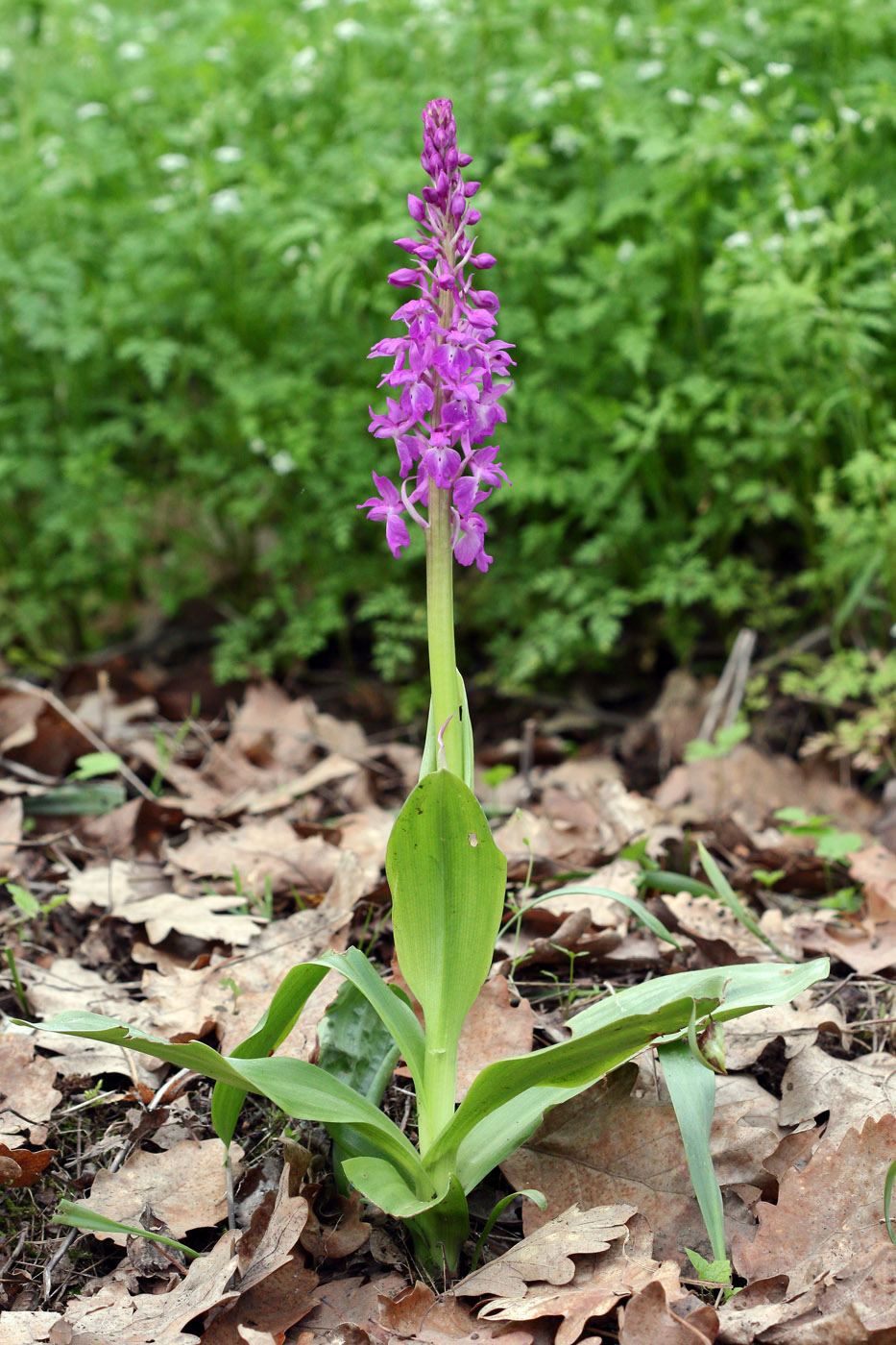 Image of Orchis mascula specimen.