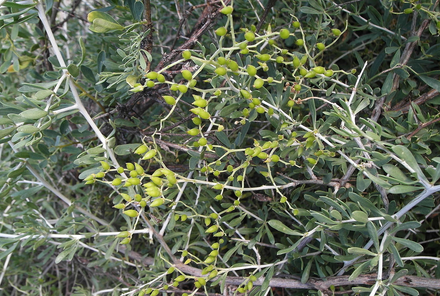 Image of Nitraria schoberi specimen.