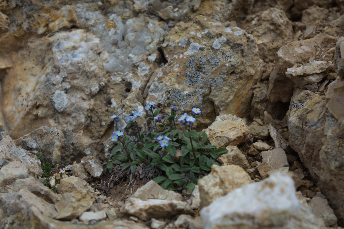 Изображение особи Myosotis alpestris.