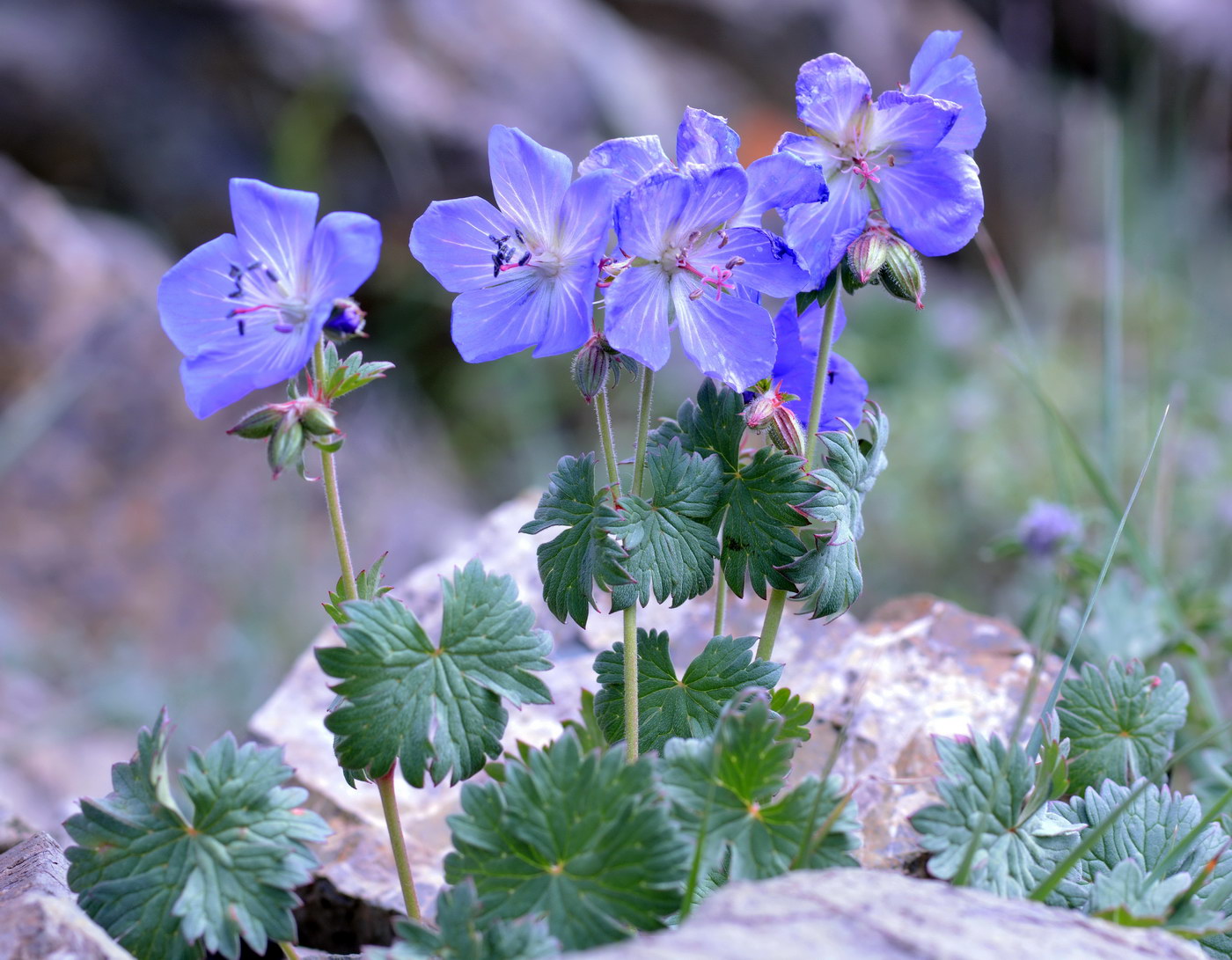 Image of Geranium saxatile specimen.