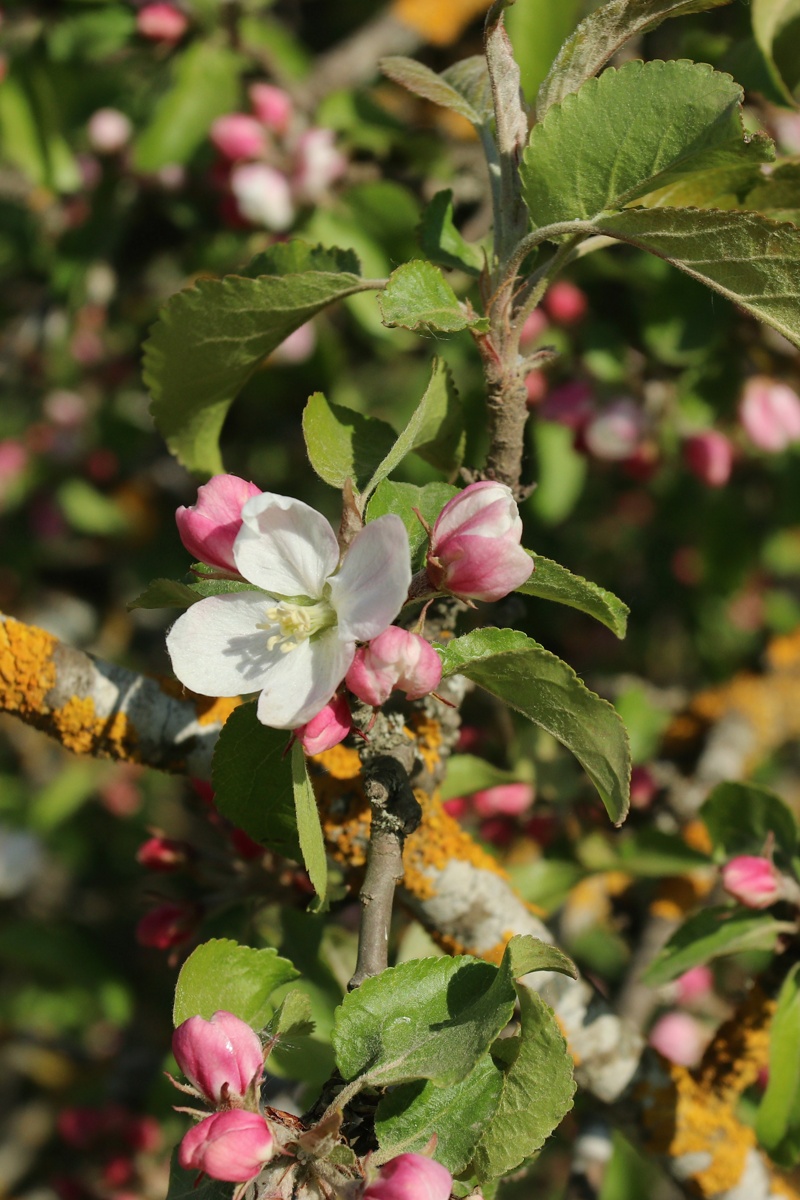 Изображение особи Malus domestica.