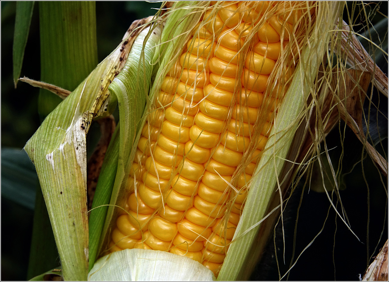 Image of Zea mays specimen.