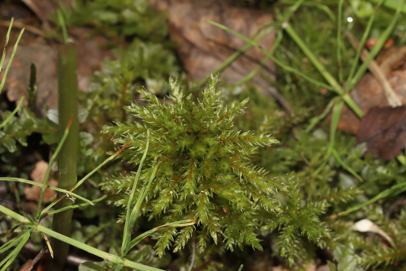 Изображение особи Climacium dendroides.