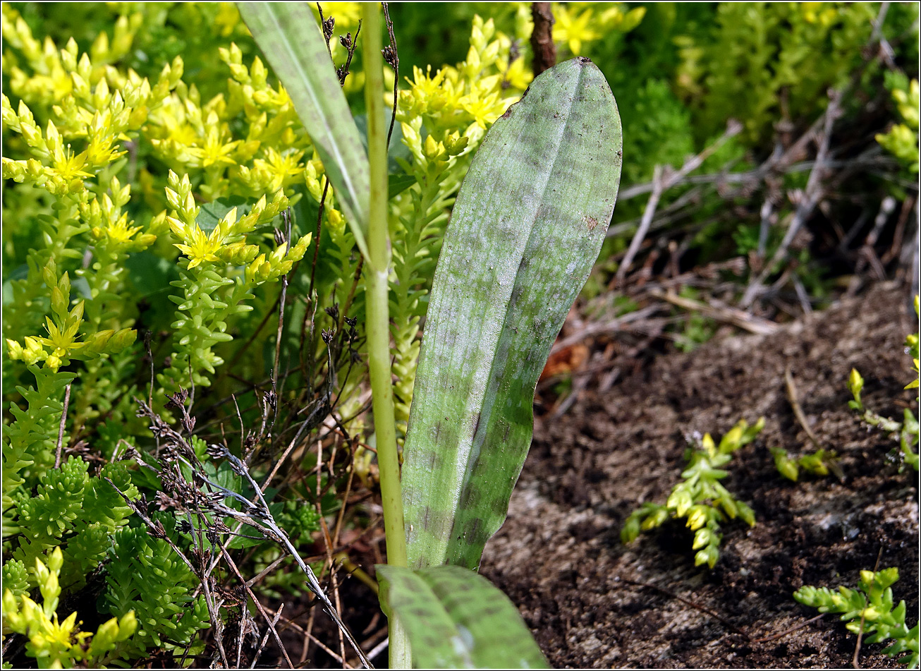 Изображение особи Dactylorhiza fuchsii.