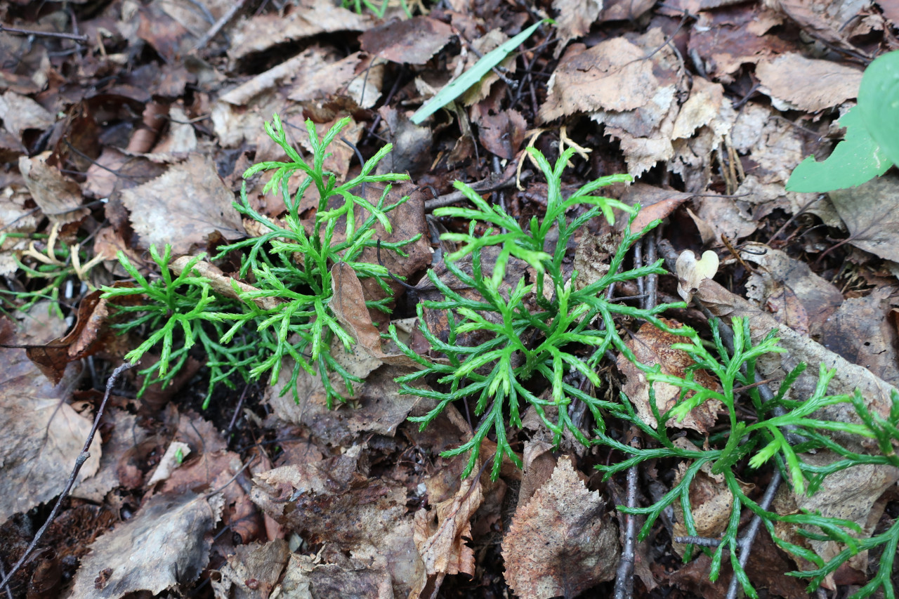 Image of Diphasiastrum complanatum specimen.