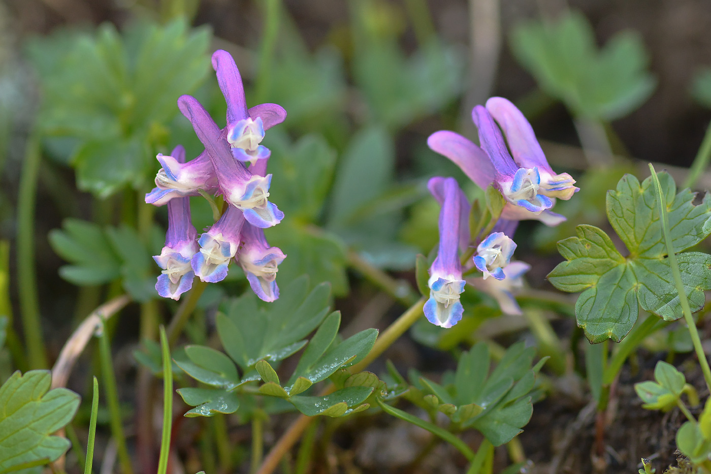 Изображение особи Corydalis conorhiza.