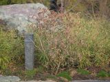 genus Rhododendron. Вегетирующее растение. Краснодар, парк \"Краснодар\", Японский сад, в культуре. 01.01.2024.
