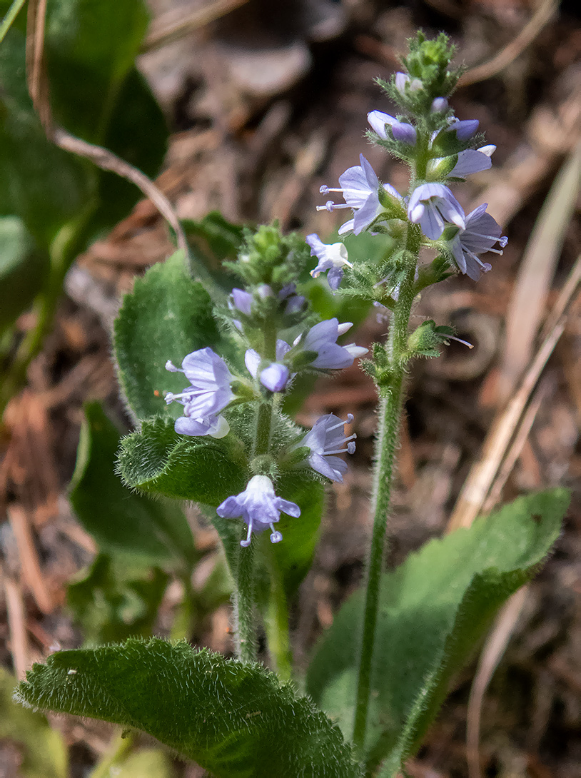 Image of Veronica officinalis specimen.