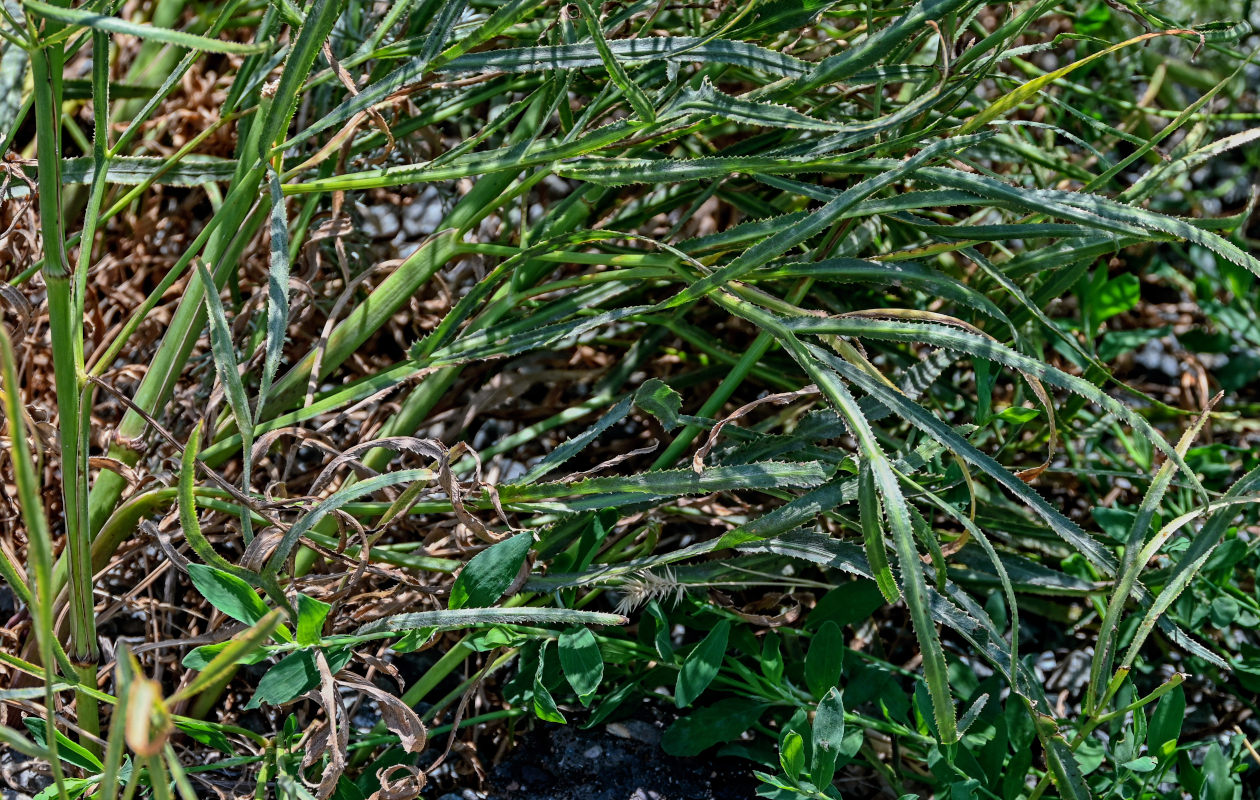 Image of Falcaria vulgaris specimen.