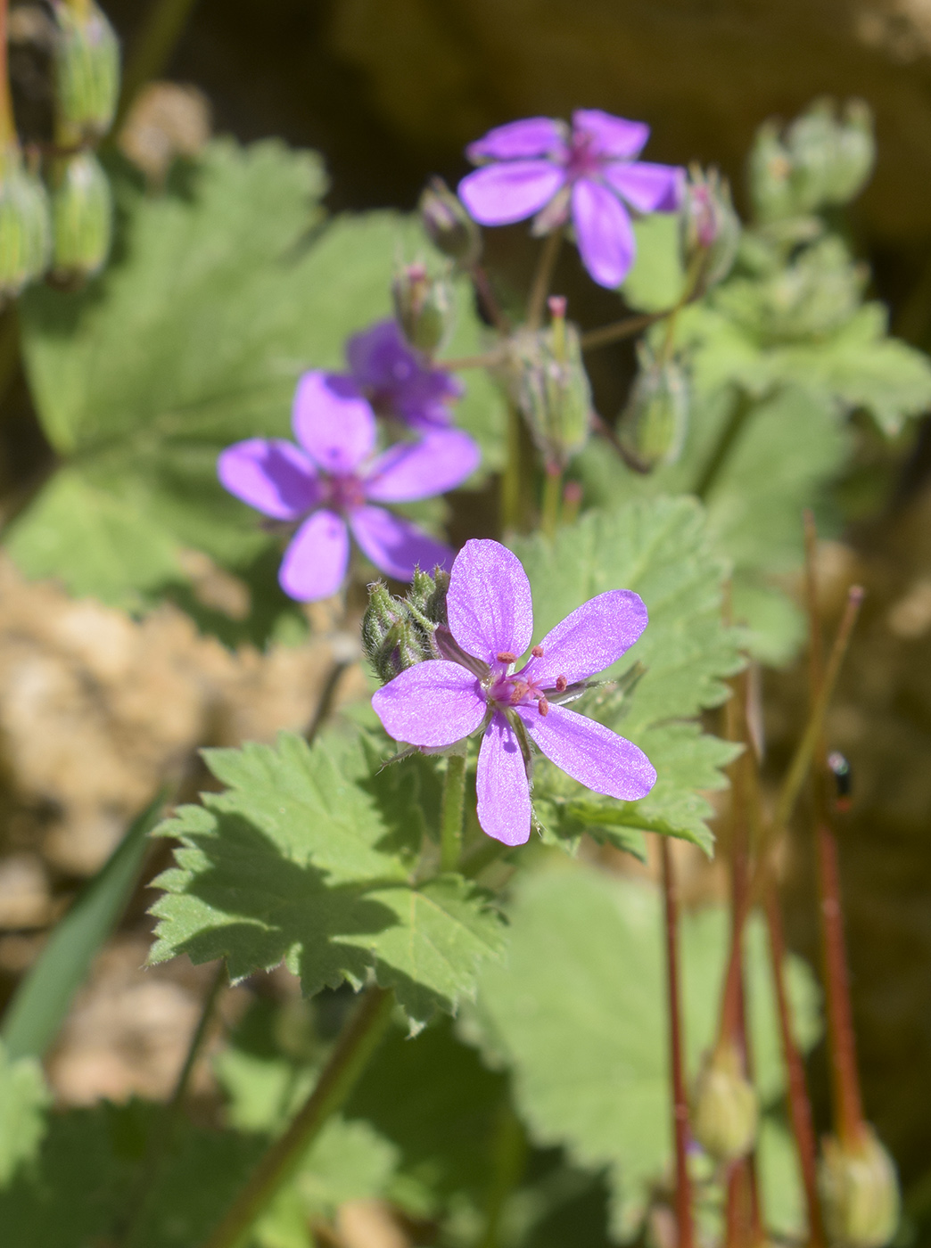 Image of genus Erodium specimen.