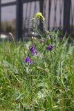 Vicia villosa. Цветущее растение. Крым, Севастополь, газон. 20.04.2024.