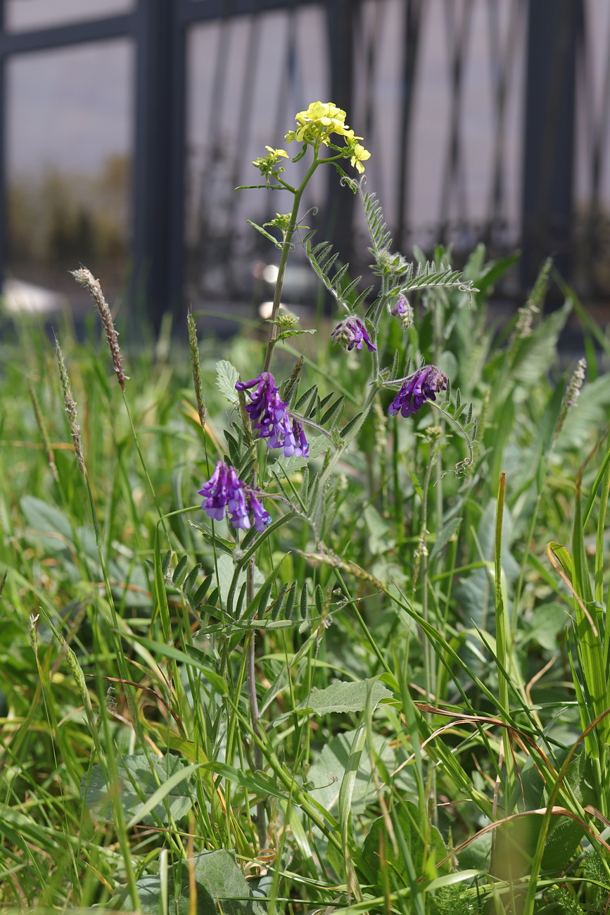 Image of Vicia villosa specimen.