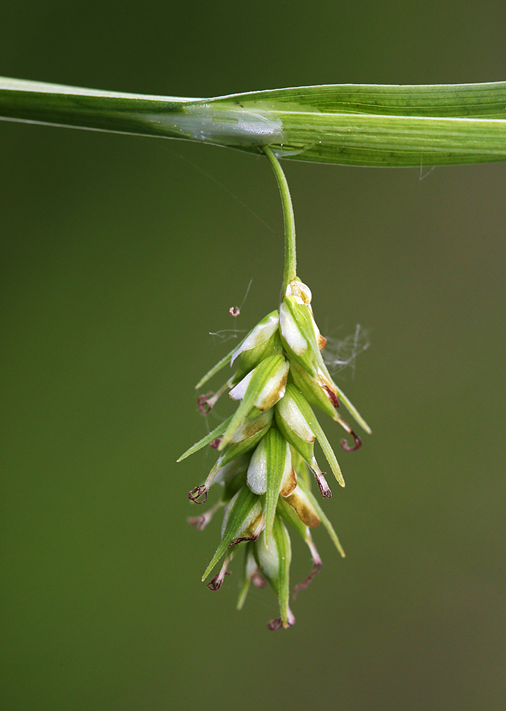 Изображение особи Carex nikolskensis.