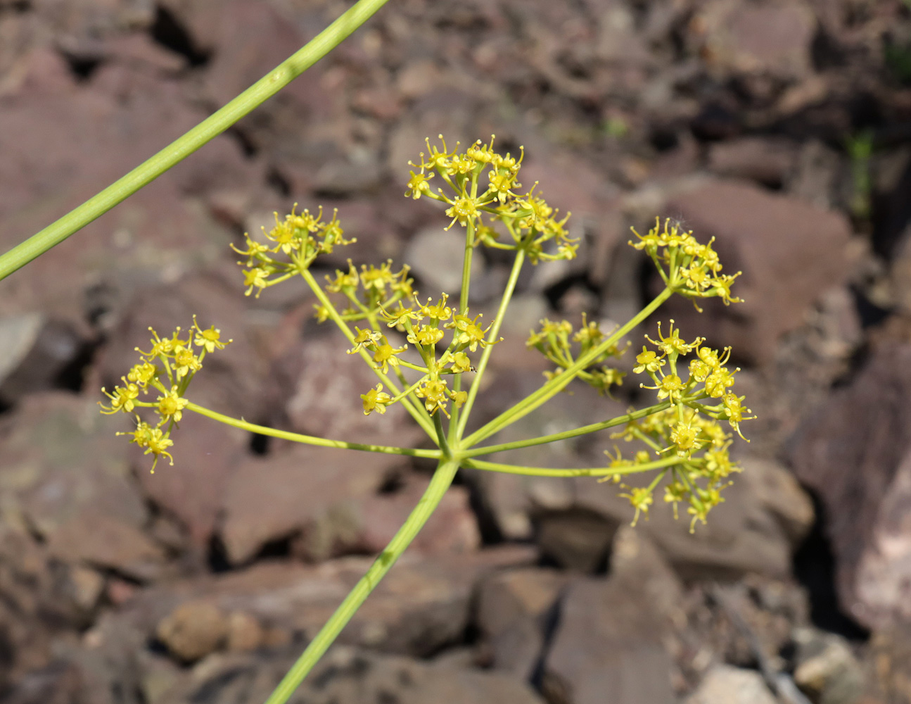 Image of Ferula ovina specimen.