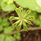 Caltha membranacea. Вскрывшийся плод. Хабаровский край, г. Комсомольск-на-Амуре, руч. Тёплый ключ. 04.07.2024.