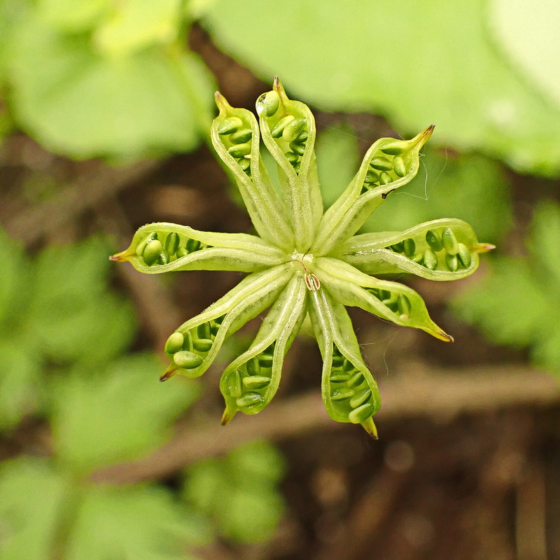 Изображение особи Caltha membranacea.