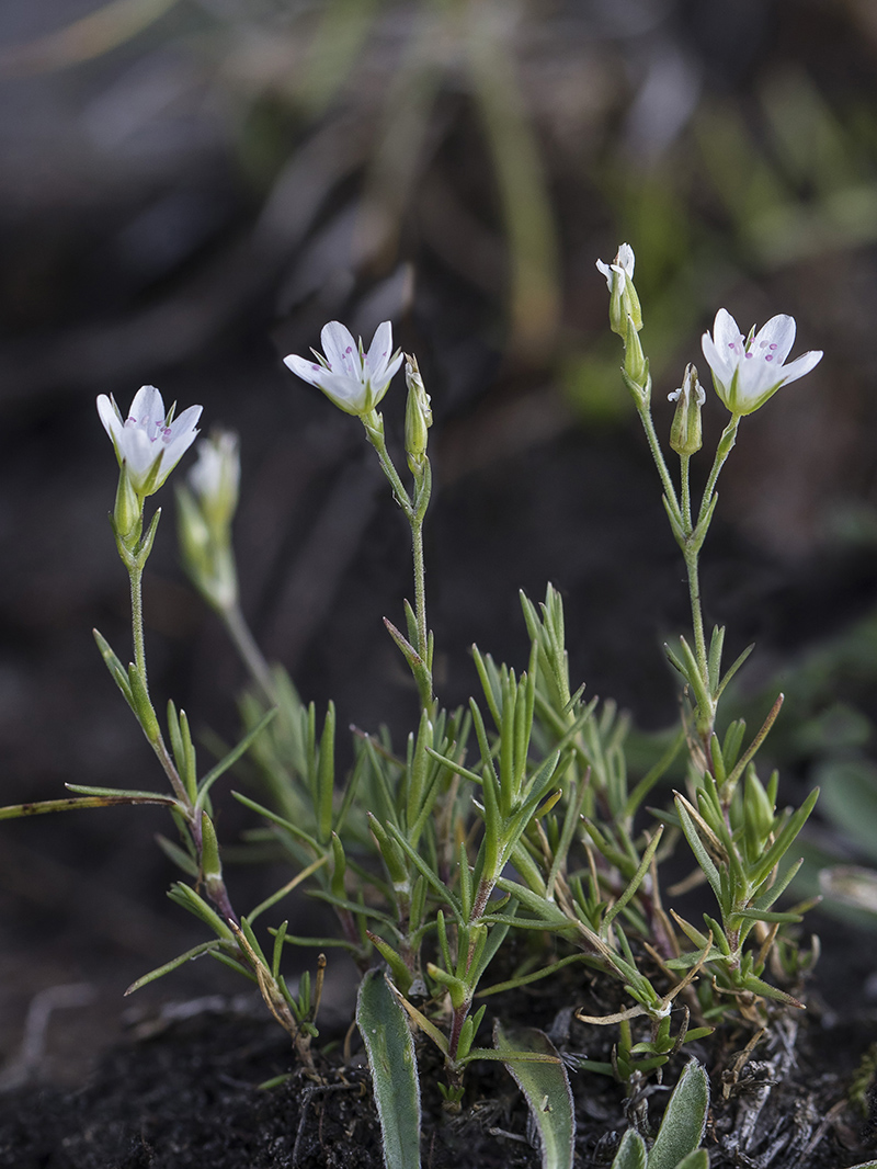 Image of Minuartia buschiana specimen.