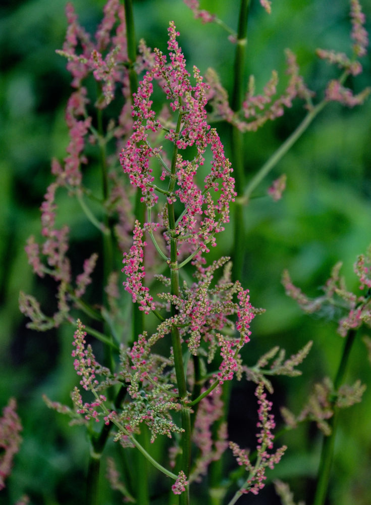 Изображение особи Rumex acetosa.