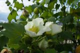 Hibiscus mutabilis. Верхушка побега с цветком. Крым, городской округ Ялта, с. Оползневое, Mriya Resort, парк. 10.11.2023.