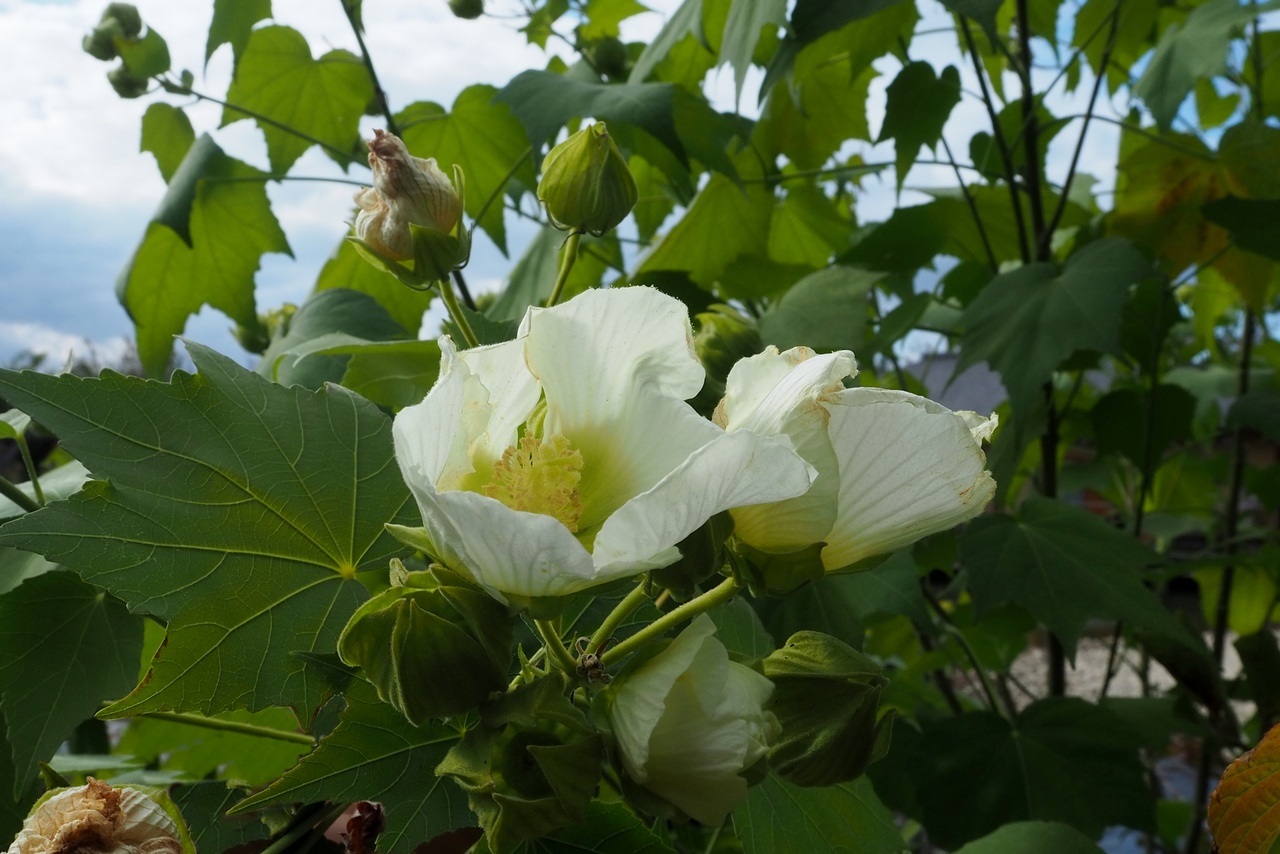 Image of Hibiscus mutabilis specimen.