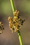 Juncus effusus