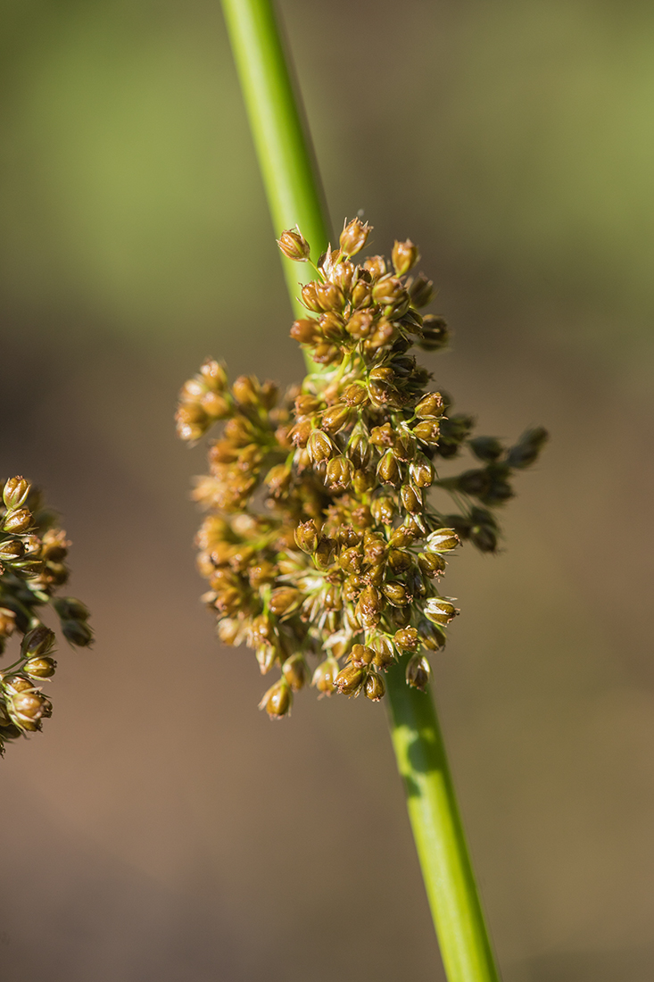 Изображение особи Juncus effusus.