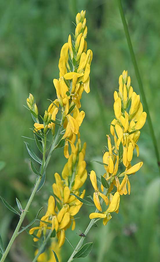 Изображение особи Genista tinctoria.