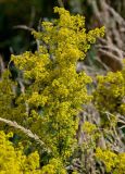 Galium verum. Верхушки побегов с соцветиями. Оренбургская обл., Гайский гор. округ, Губерлинские горы, долина р. Губерля, луг. 03.07.2023.