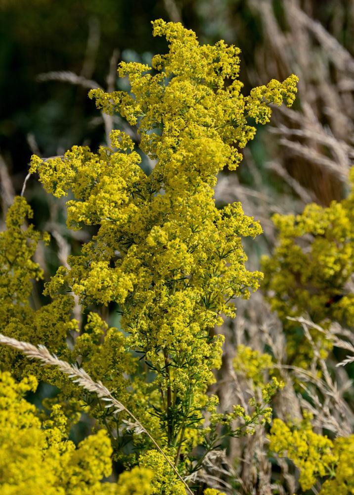 Изображение особи Galium verum.