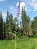 Veronica longifolia. Верхушка цветущего растения с завязавшимися подами и бутонами. Казахстан, Центральный Алтай, окр. оз. Рахмановское, долина р. Арасан, 1730 м н.у.м., берег ручья среди хвойного леса. 8 июля 2024 г.