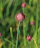 Allium schoenoprasum