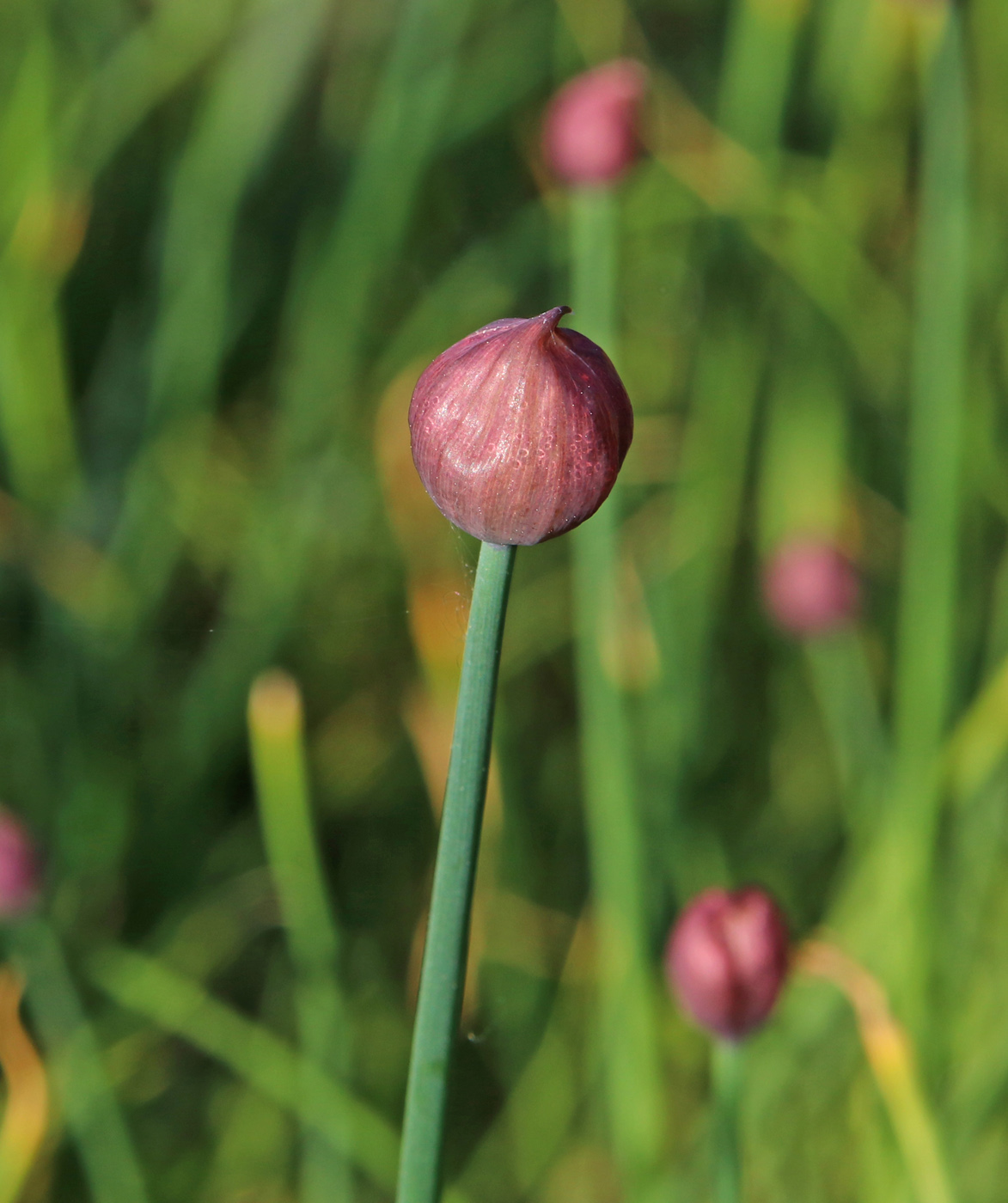 Image of Allium schoenoprasum specimen.