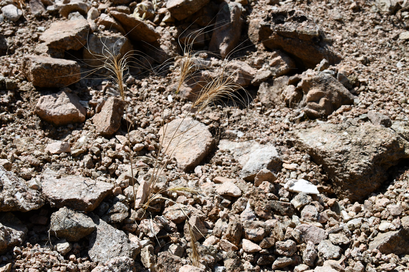 Image of Taeniatherum crinitum specimen.