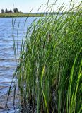 Typha angustifolia. Цветущие растения. Вологодская обл., Кирилловский р-н, г. Кириллов, оз. Сиверское, в воде у берега. 12.07.2024.